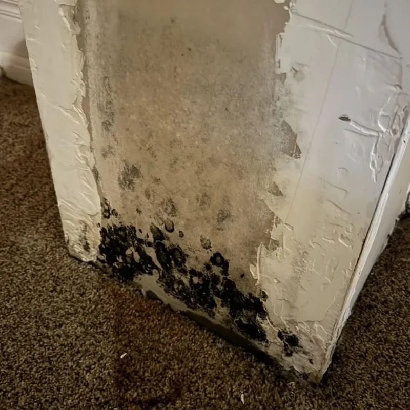Professional Mold Removal in Silver Grove, KY